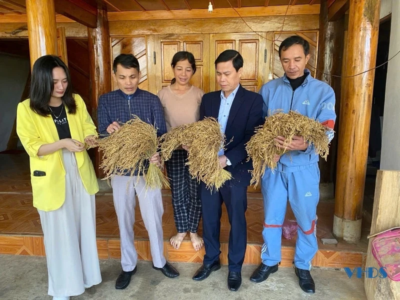 Kiểm tra Dự án “Sản xuất lúa nếp hạt cau gắn với liên kết tiêu thụ sản phẩm trên địa bàn huyện Bá Thước”