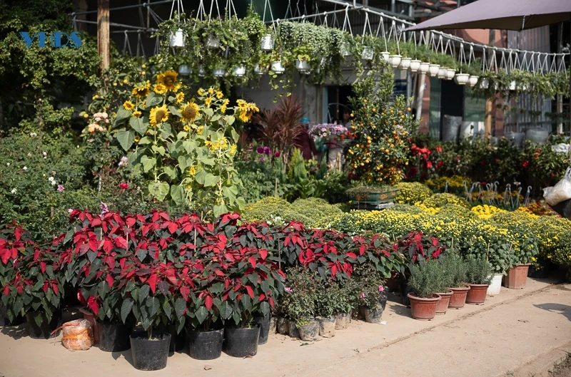 “Lạc” vào phố hoa, cây cảnh lớn nhất TP Thanh Hóa