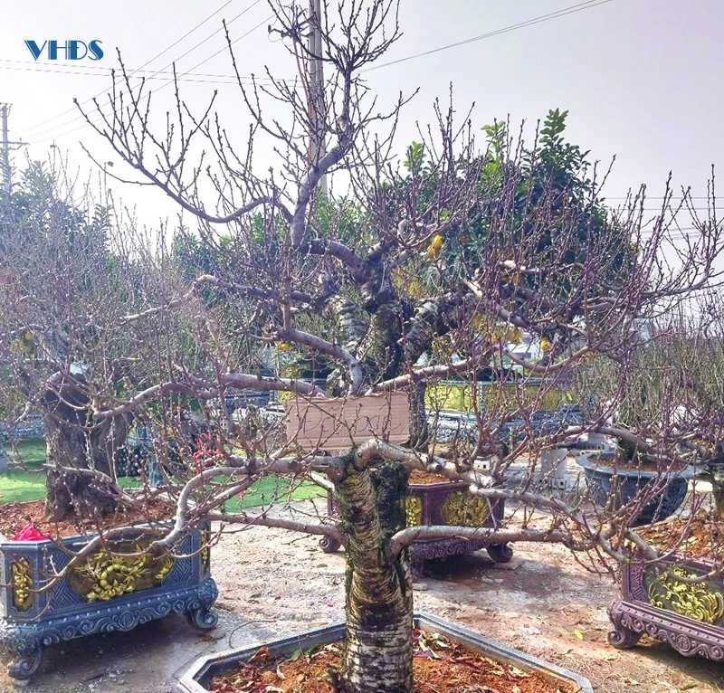 Chơi hoa, thuê hoa và “chở thuê mùa xuân”