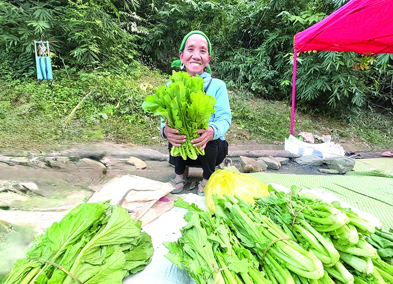 Cây cải Mông nơi rẻo cao