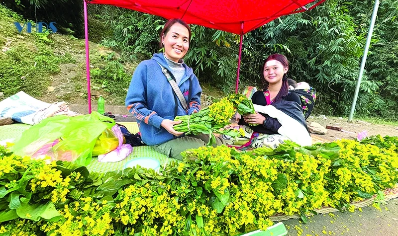 Cây cải Mông nơi rẻo cao