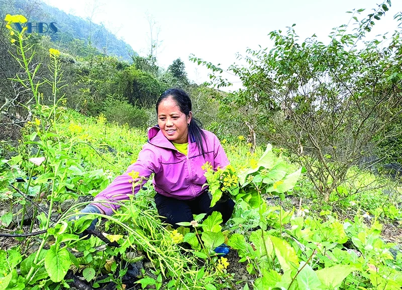 Cây cải Mông nơi rẻo cao