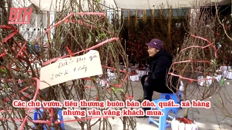 Chủ vườn, tiểu thương buôn đào, quất đồng loạt “xả hàng”