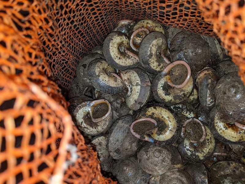 Lộc rừng ngày mưa