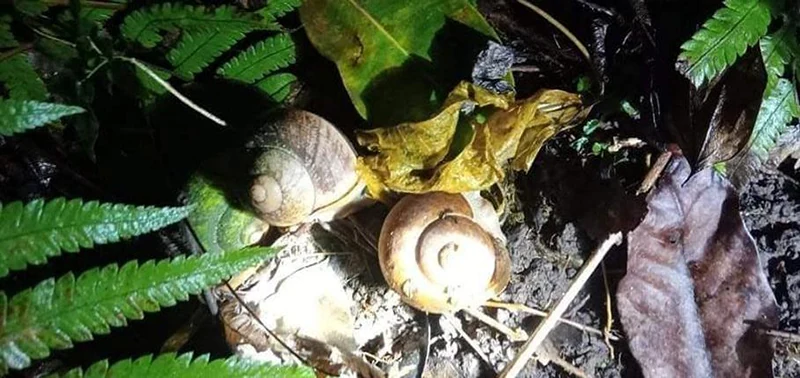 Lộc rừng ngày mưa