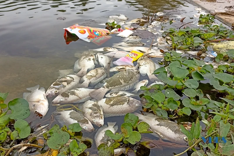 Cận cảnh tình trạng cá chết bất thường trên suối Cổ Đam