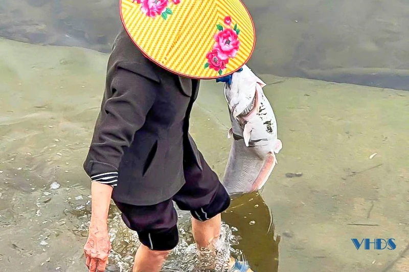 Cận cảnh tình trạng cá chết bất thường trên suối Cổ Đam