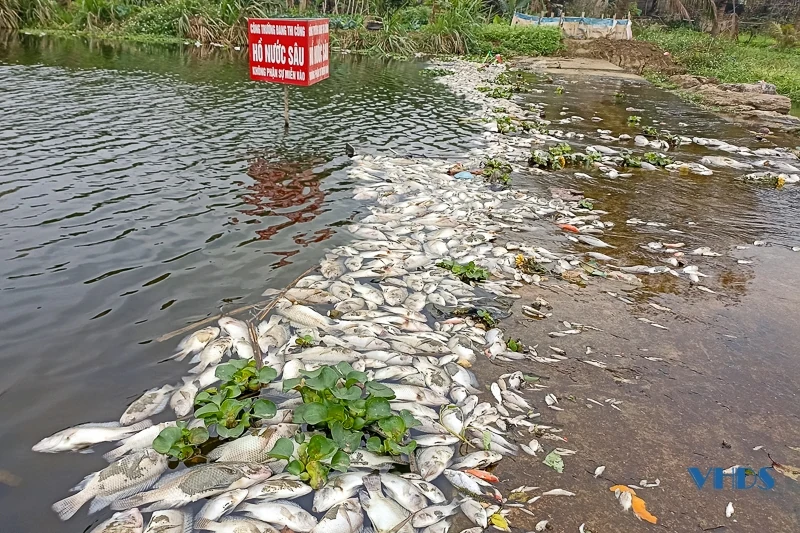 Cận cảnh tình trạng cá chết bất thường trên suối Cổ Đam