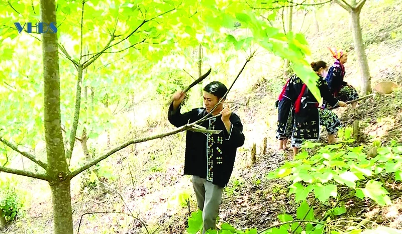 Kỳ vọng về cây trẩu nơi vùng biên Mường Lát