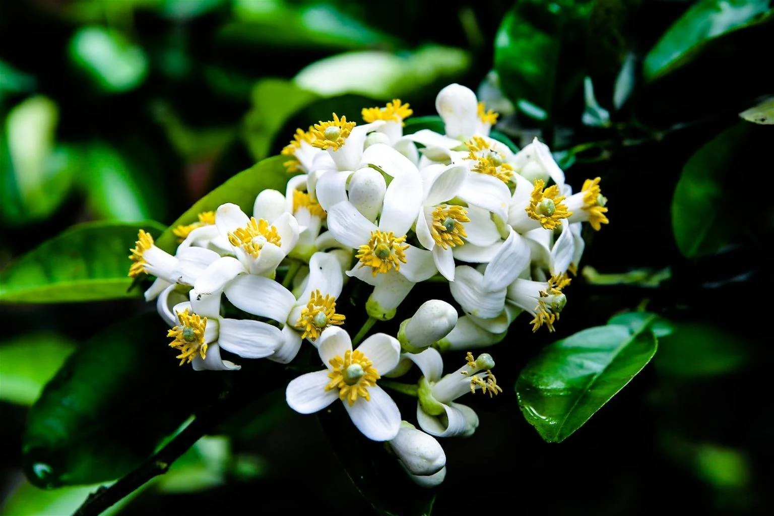 Thanh tao hương hoa bưởi