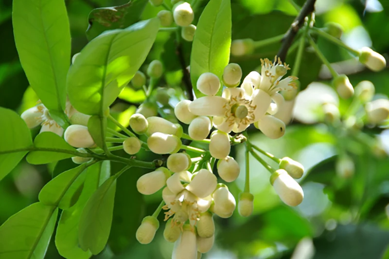 Thanh tao hương hoa bưởi