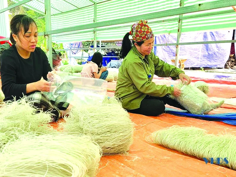 Phát triển dong riềng thành cây trồng chủ lực