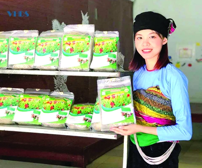 Phát triển dong riềng thành cây trồng chủ lực