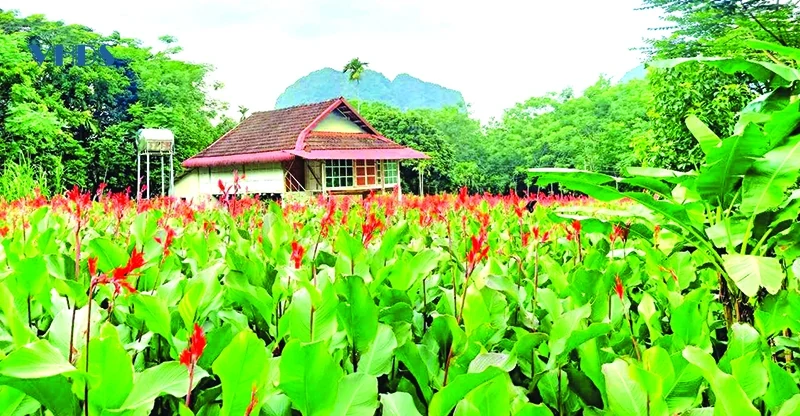 Phát triển dong riềng thành cây trồng chủ lực