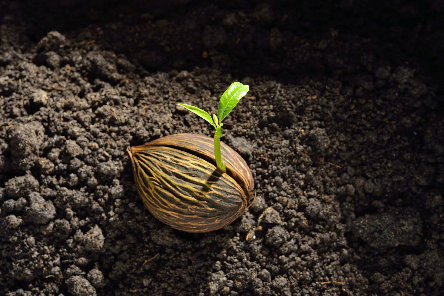 Hạt giống vô hình...