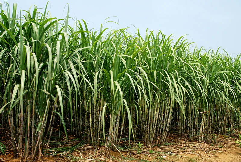 Đường Organic - Sản phẩm tốt cho sức khỏe và môi trường