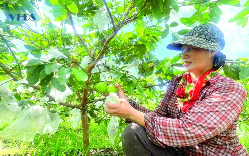 Biến đất cằn thành vùng quả ngọt