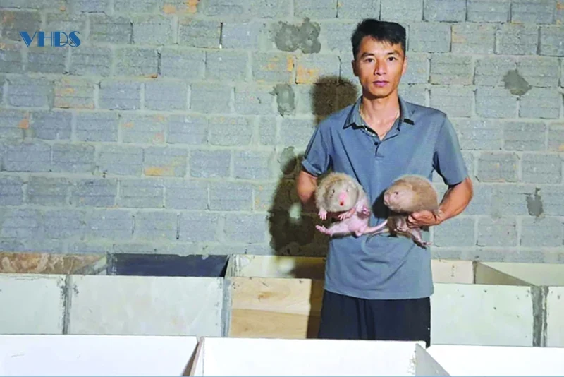 Người dân vùng cao làm giàu từ con nuôi đặc sản