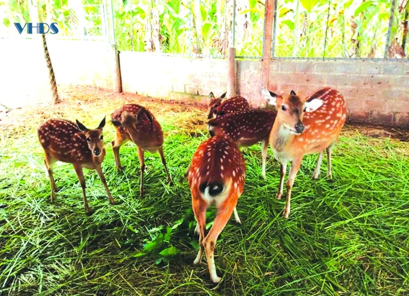 Người dân vùng cao làm giàu từ con nuôi đặc sản