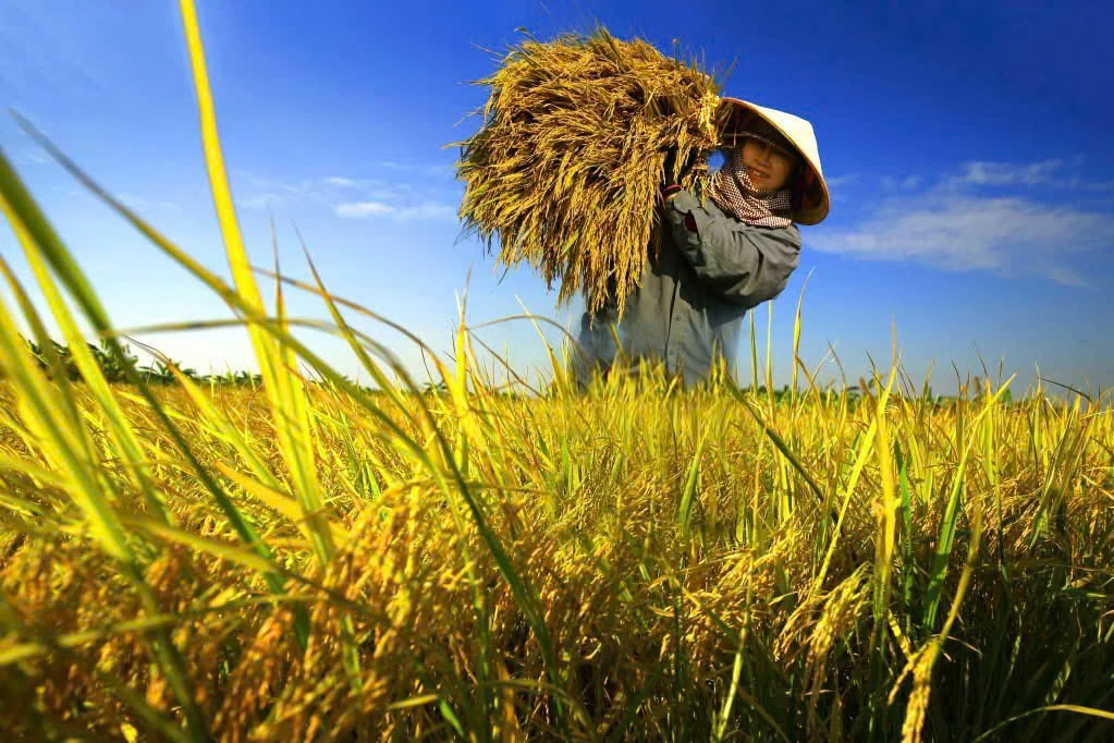 Mùa lửa mềm trên lưng mẹ