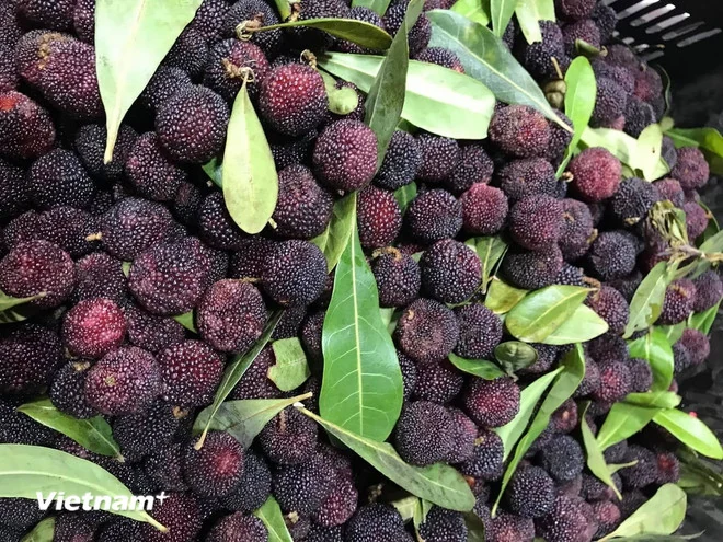 Những đặc sản ngon tuyệt, hấp dẫn chỉ có trong nắng Hè tháng 6