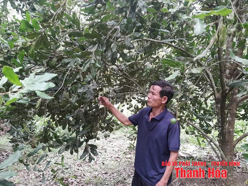 Đưa cây xứ người lên đất dốc