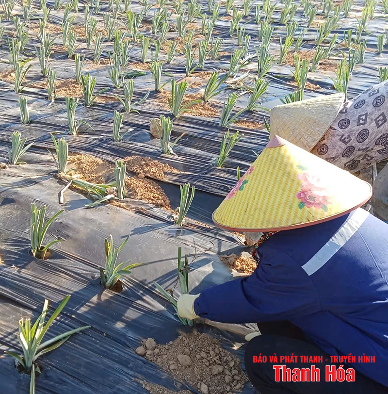 Chuyện kể từ Đồng Lách (Bài 2): Khát vọng thoát nghèo