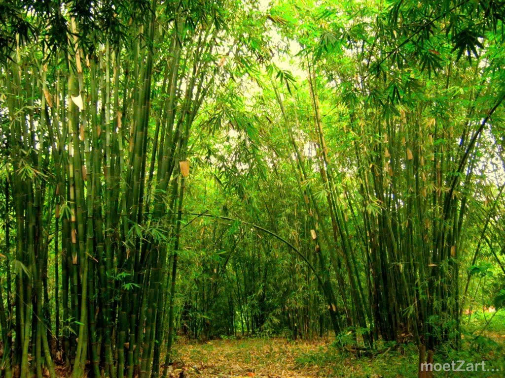 Tre làng xứ Thanh - Dáng đứng kiên cường