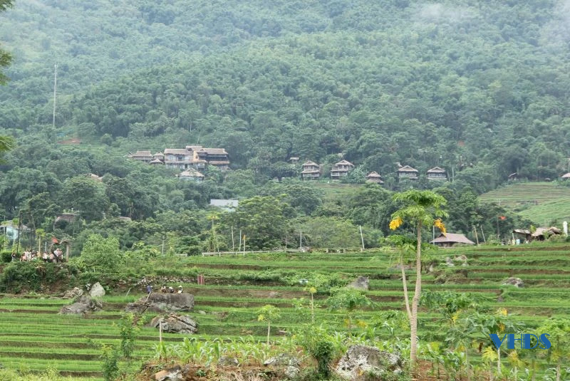 Xanh mướt lúa nương, bồng bềnh mây trắng