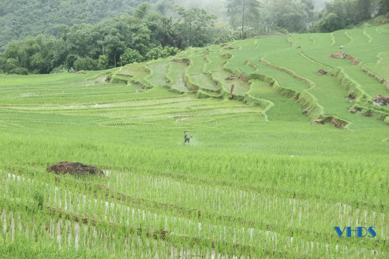 Xanh mướt lúa nương, bồng bềnh mây trắng