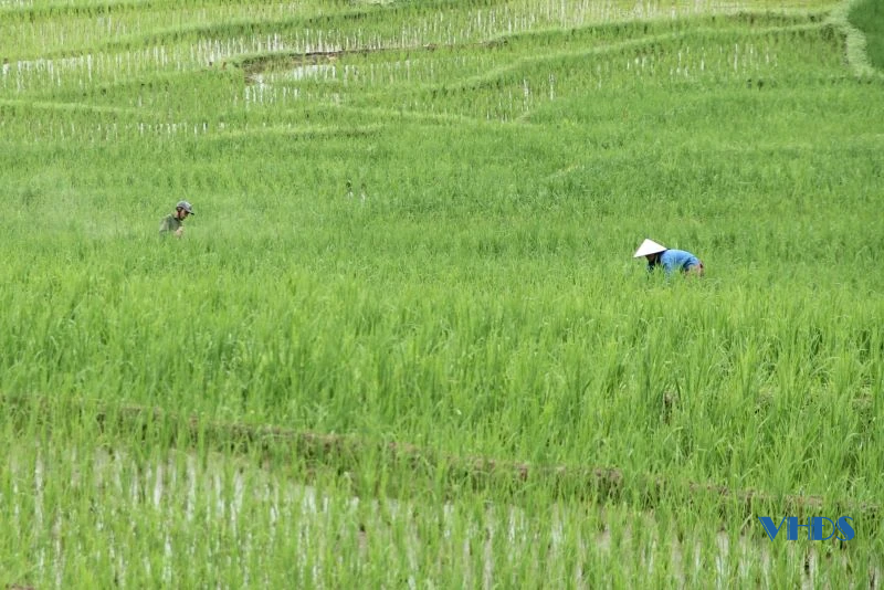 Xanh mướt lúa nương, bồng bềnh mây trắng