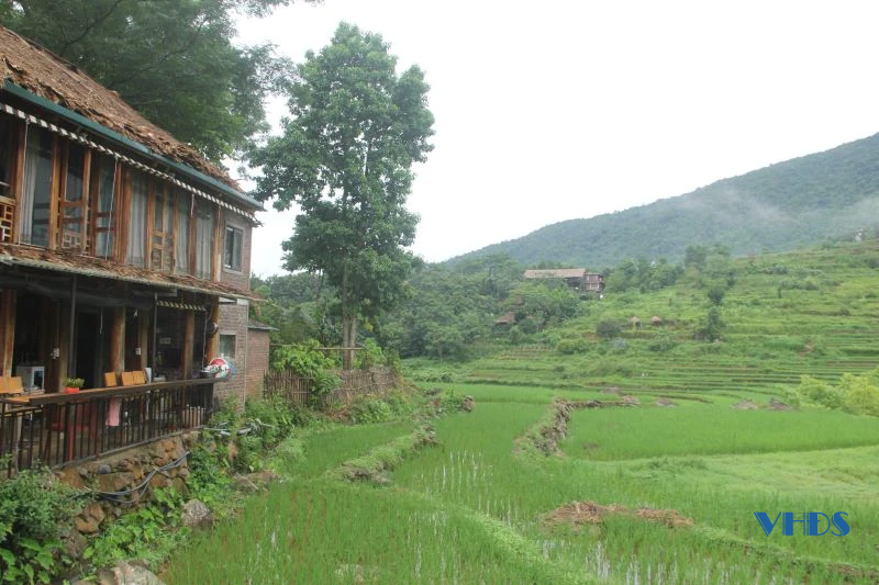 Xanh mướt lúa nương, bồng bềnh mây trắng