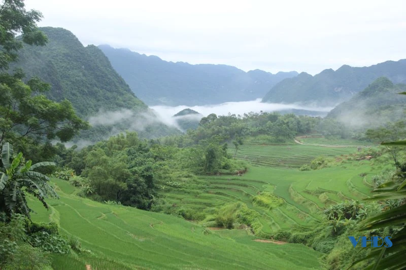 Xanh mướt lúa nương, bồng bềnh mây trắng