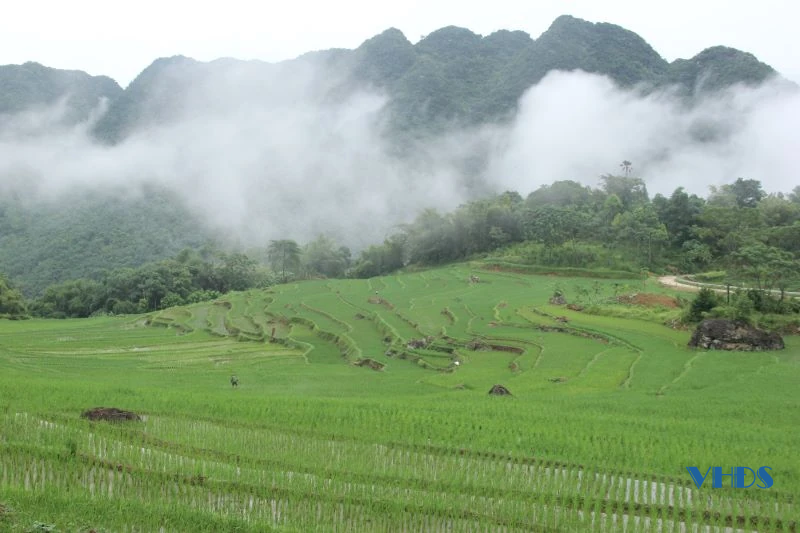 Xanh mướt lúa nương, bồng bềnh mây trắng