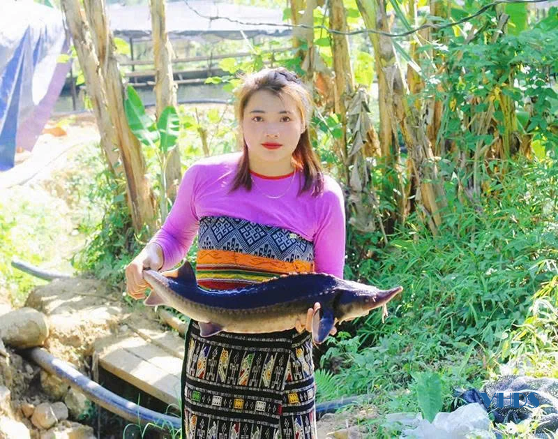 Người đưa cá tầm lên vùng khó