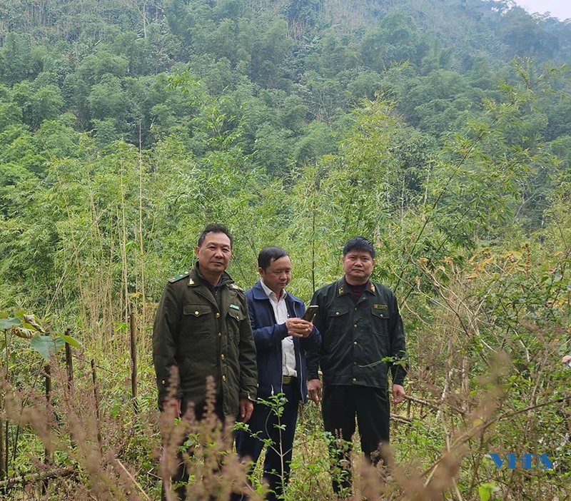 Tái sinh rừng tre nứa bị “khuy”