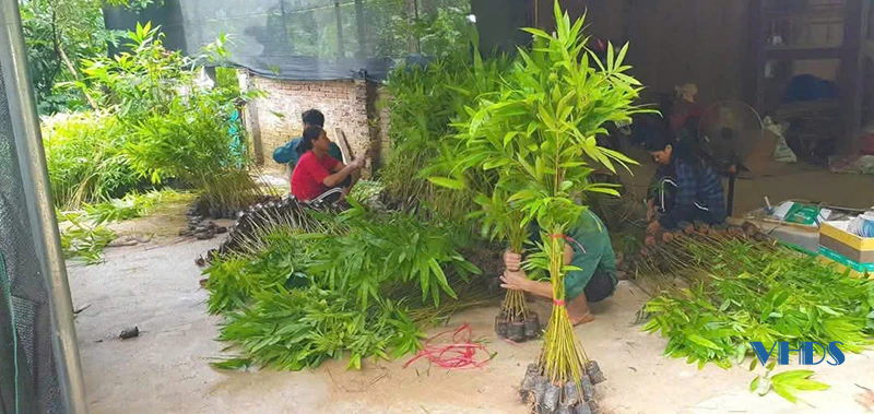 Tái sinh rừng tre nứa bị “khuy”