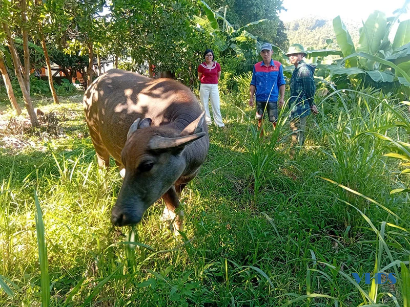 Chuyện trâu, bò... sinh kế