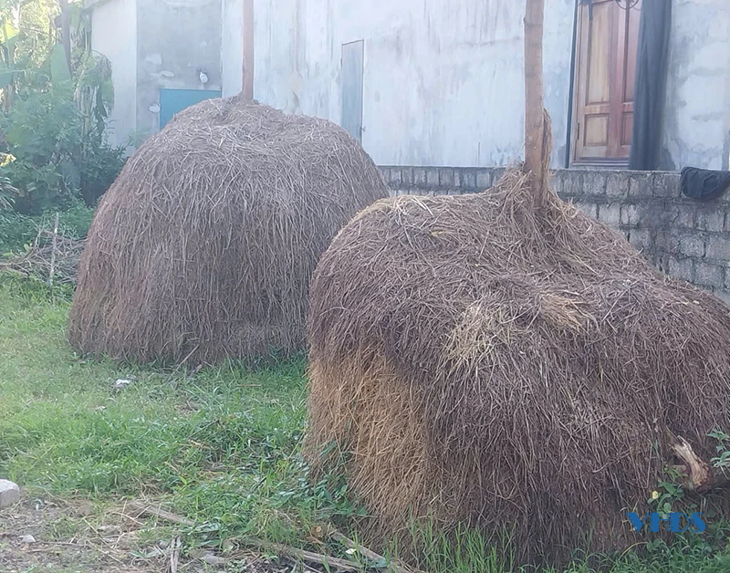 Chuyện trâu, bò... sinh kế