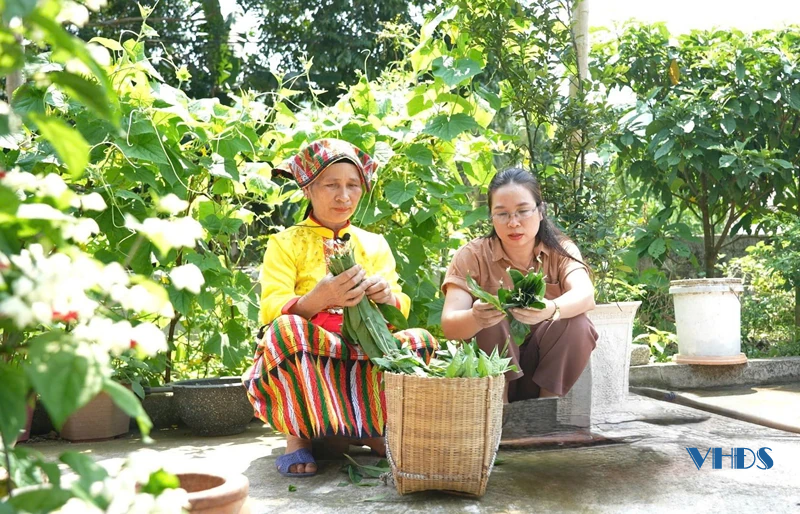 Xôi ngũ sắc - câu chuyện của những chiếc lá