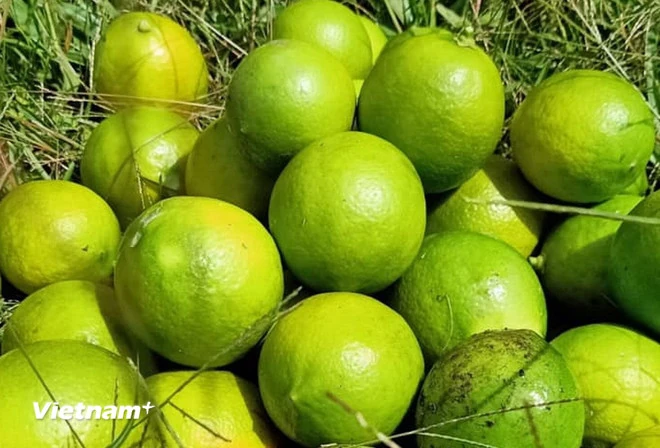 Những loại gia vị quen thuộc trong gian bếp giúp làm chậm quá trình lão hóa