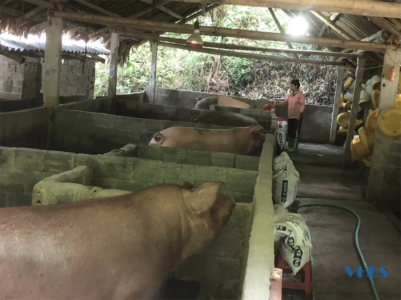 Yên Nhân vực dậy sau cơn lũ