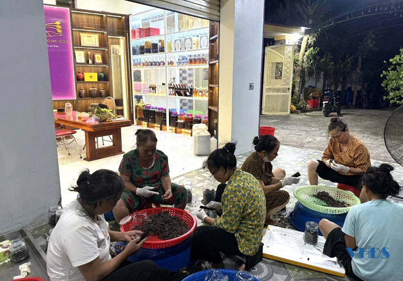 Từ sim rừng đến thương hiệu bản sắc