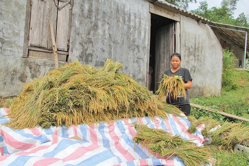 Nỗi lo sạt lở đồi Pú Kắng