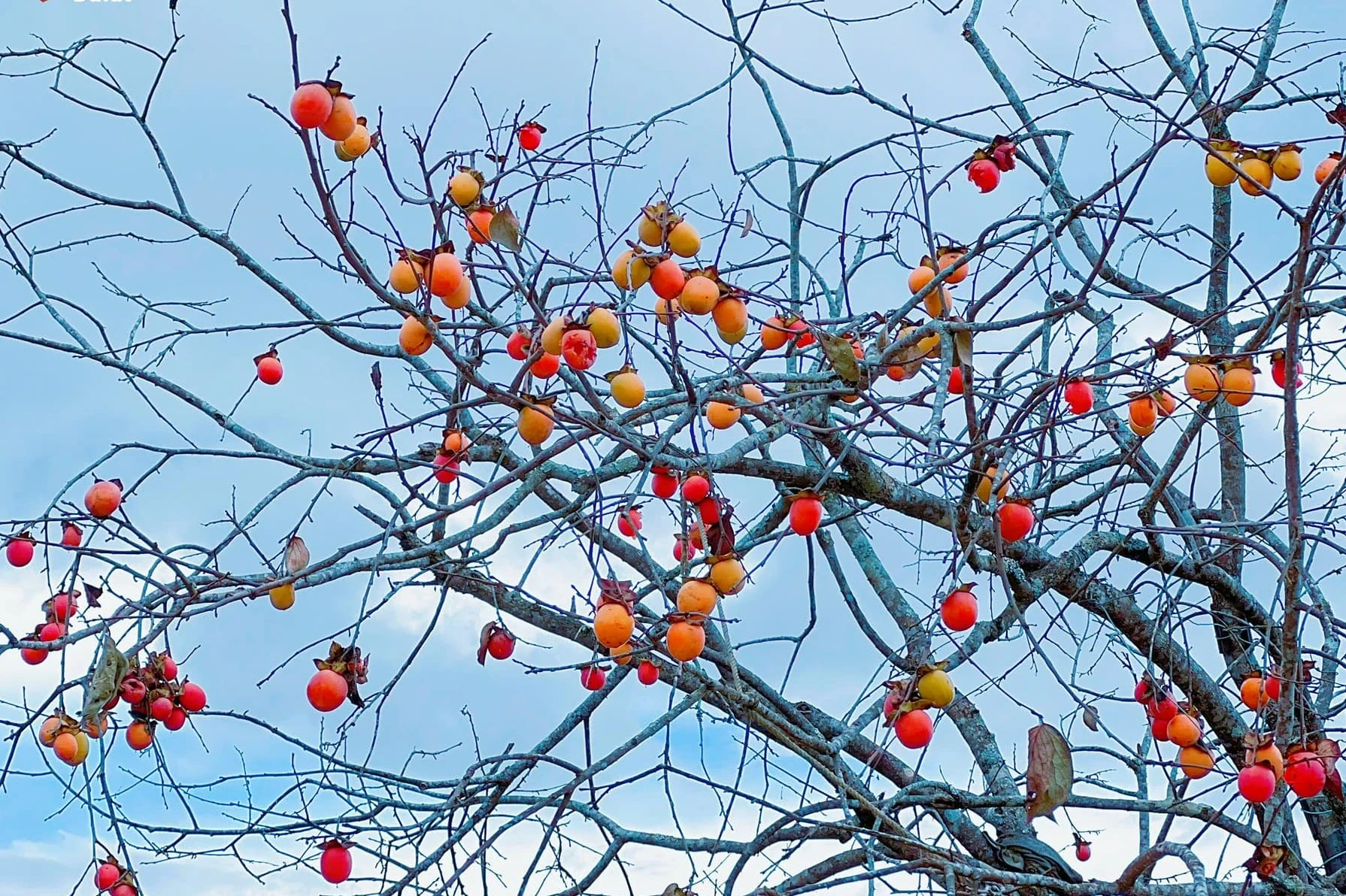 Mùa hồng, nhớ vòng tay ông nội