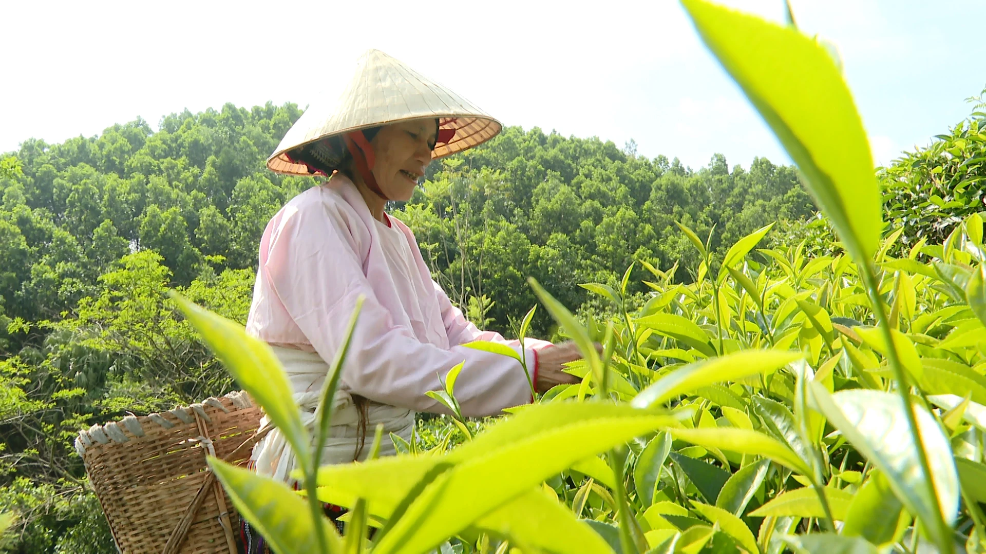 Sắc xanh no ấm ở vùng bán sơn địa