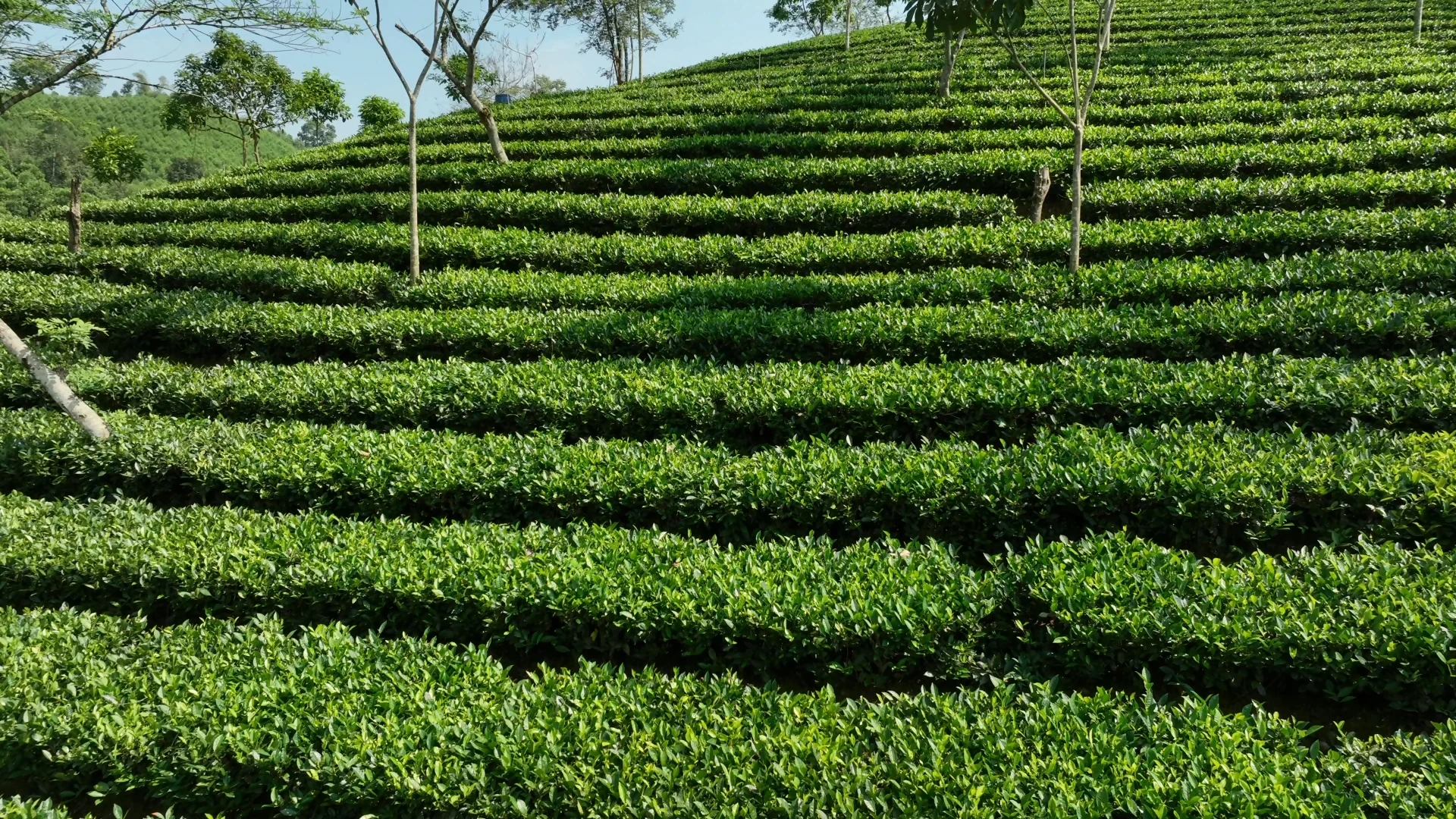 Sắc xanh no ấm ở vùng bán sơn địa