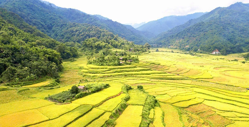 Tết mừng cơm mới