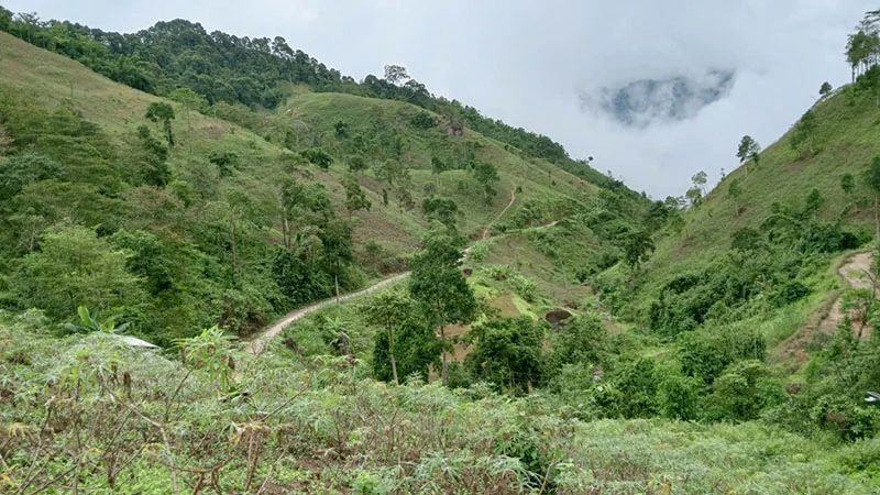 Cây sắn nơi vùng biên