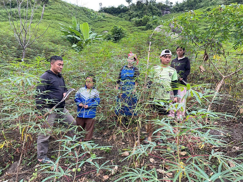 Cây sắn nơi vùng biên